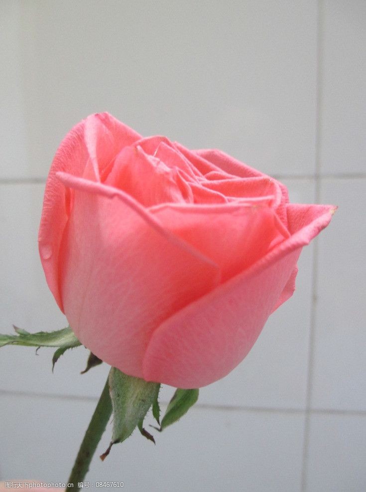 关键词:玫瑰花 玫瑰 花朵 粉色 植物 花卉 图片素材 其他 摄影 180dpi