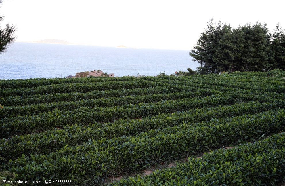 关键词:崂山茶园 崂山 茶 绿茶 茶园 茶叶 田园风光 自然景观 摄影 72