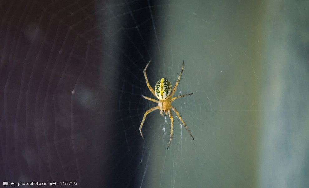 关键词:蜘蛛 蜘蛛网 织网 节肢动物 八只脚 虫子 昆虫 网 绿色 昆虫