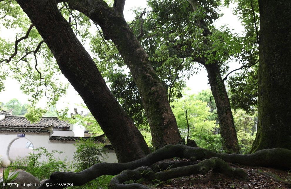 关键词:黄山祁门滩下村口古树 古村落大树 祁门 滩下村 大樟树 徽派