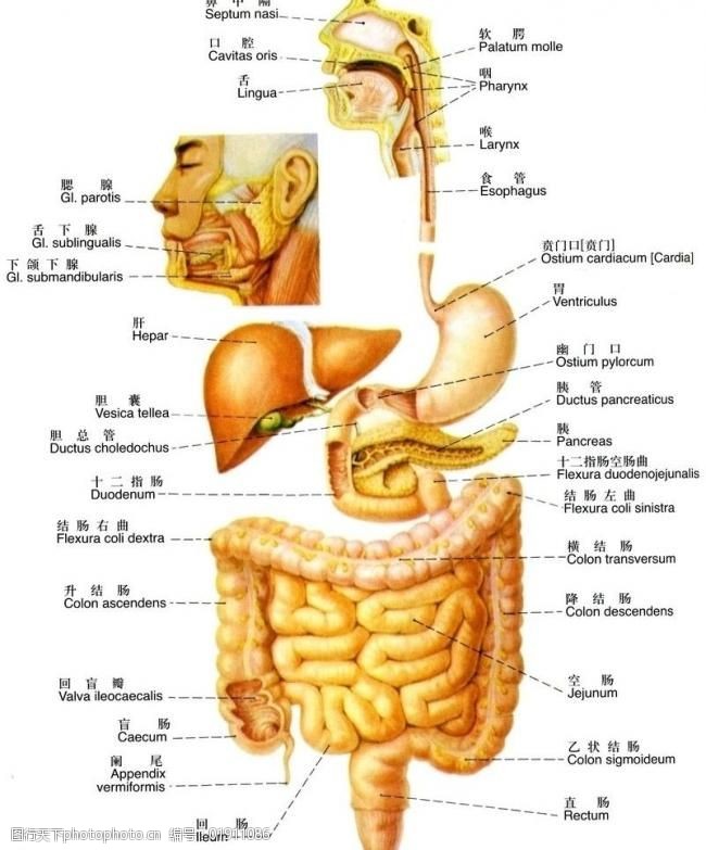消化系统系统概观图片