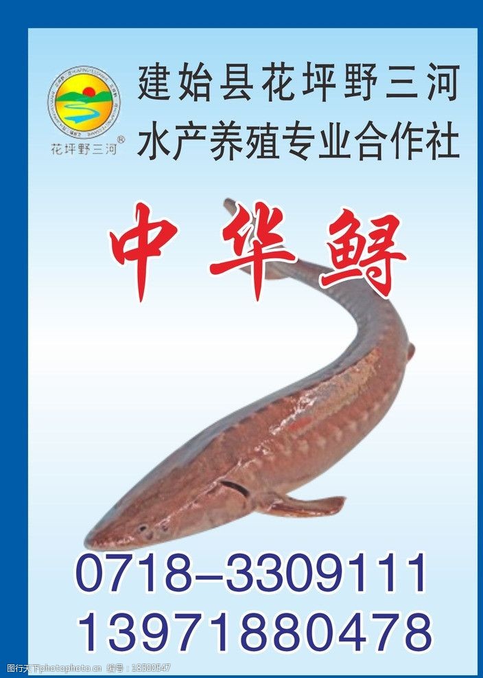 关键词:中华鲟 中华鲟鱼 鲟鱼 水产养殖 鲟鱼养殖 其它招牌类 广告
