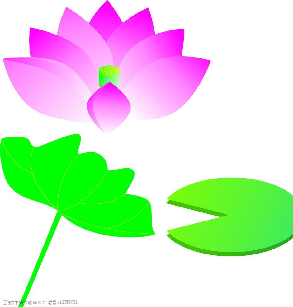 手绘荷花图片