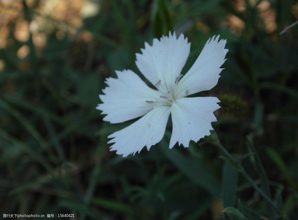 关键词:石竹花 花蕊 白色花卉 绿树 景色 特写 秋天的花 花草 生物