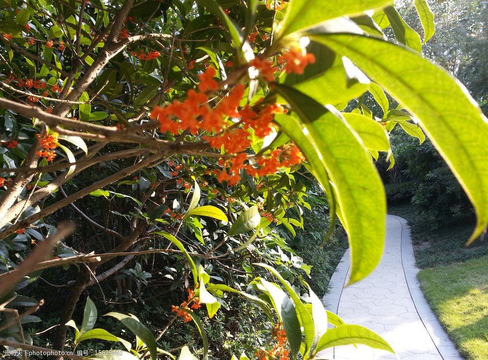 公园边的桂花图片
