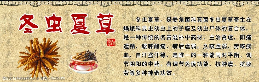 冬虫夏草图片