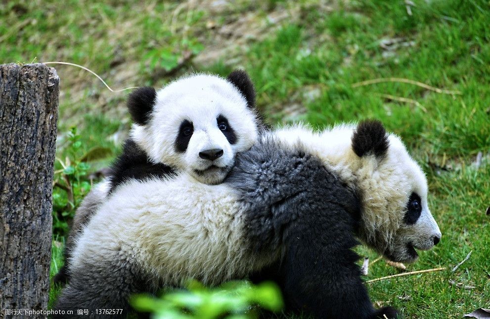 关键词:大熊猫 猫熊 玩耍的大熊猫 国宝 happy 快乐 野生动物 生物