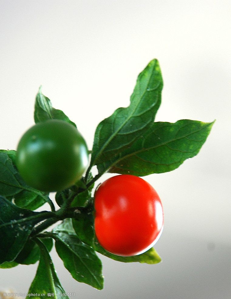 关键词:红豆果实 根河市 夏天 室内 红豆 看豆 植物 果实 花草 生物