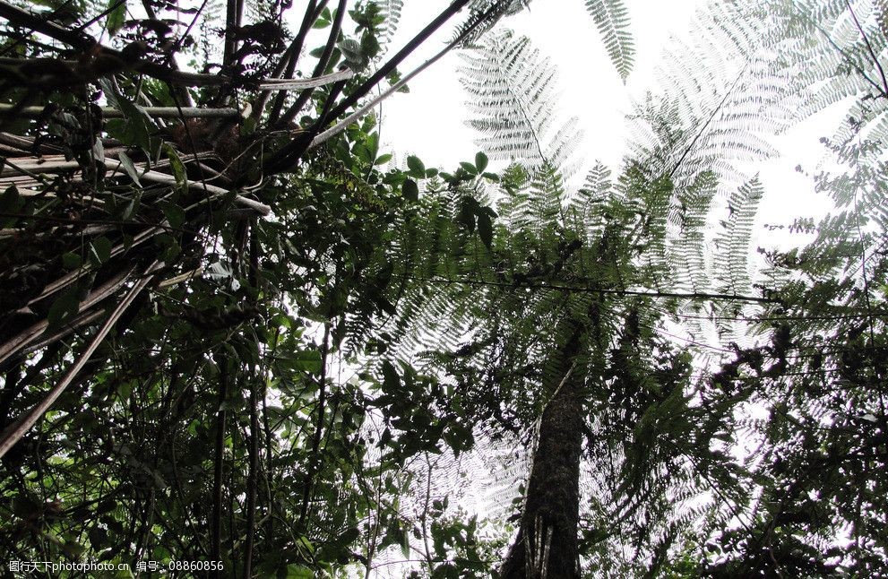 古化石桫椤树 云南 古化石 普洱 树木 桫椤树 树木树叶 生物世界 摄影