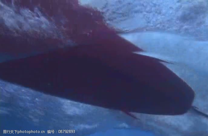 海浪鱼类视频素材