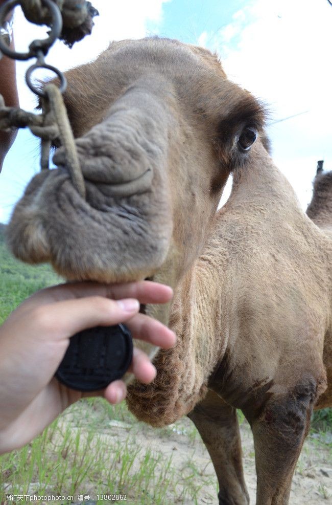 关键词:骆驼的脸 骆驼 动物 骆驼卖萌 大自然 站立 野生动物 生物世界