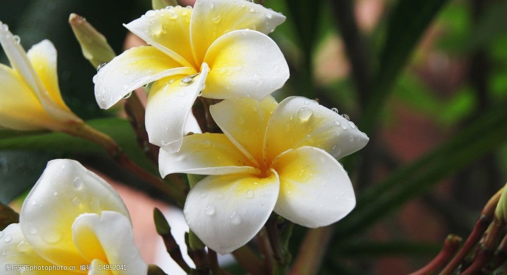 关键词:鸡蛋花 花卉 鲜花 黄花 白花 金银花 花草摄影 花草 生物世界