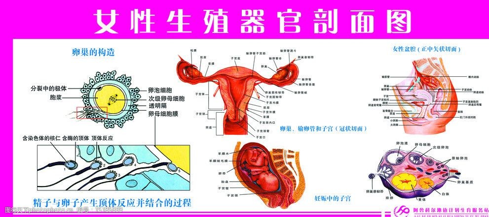 女性生殖器图片