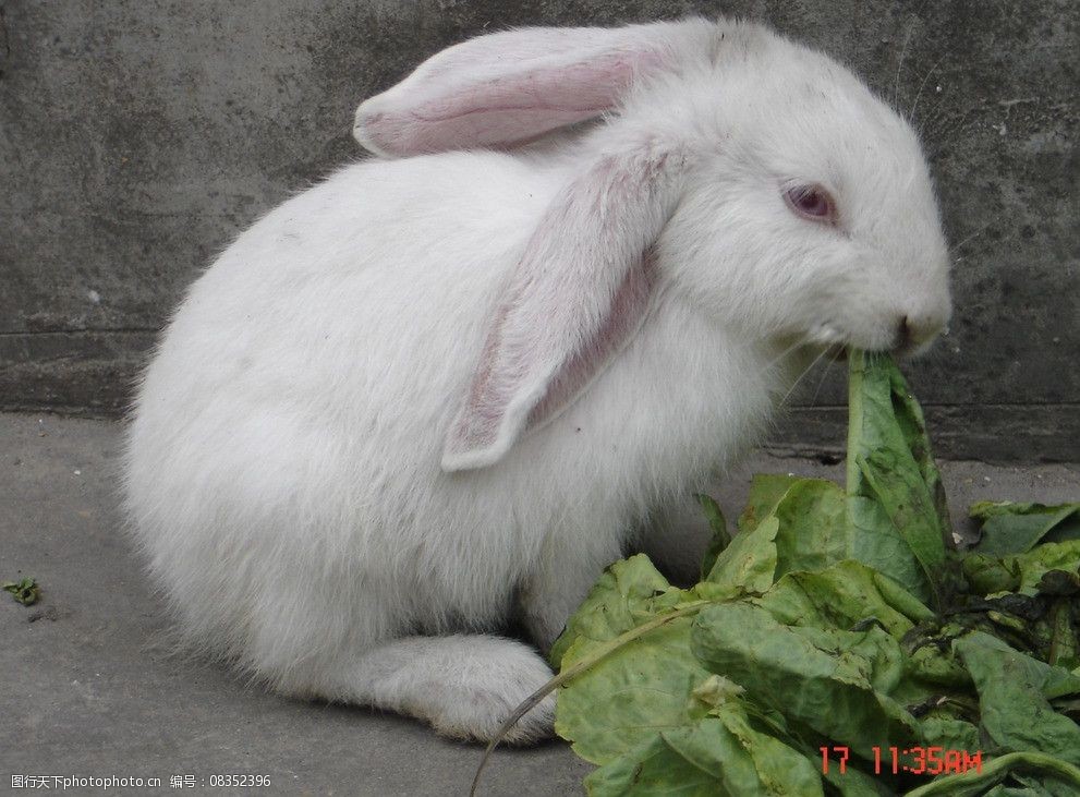 关键词:小兔子 动物 小白兔 白色 绿色 动物素材 素材 家禽家畜 生物