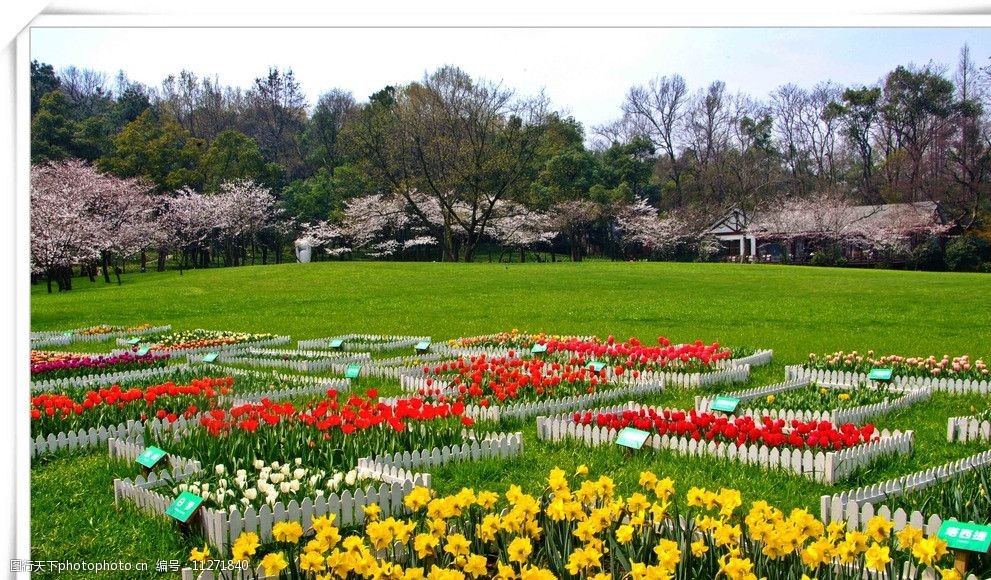 关键词:公园小景 鲜花 公园 花圃 郁金香 草地 树木 自然风景 自然