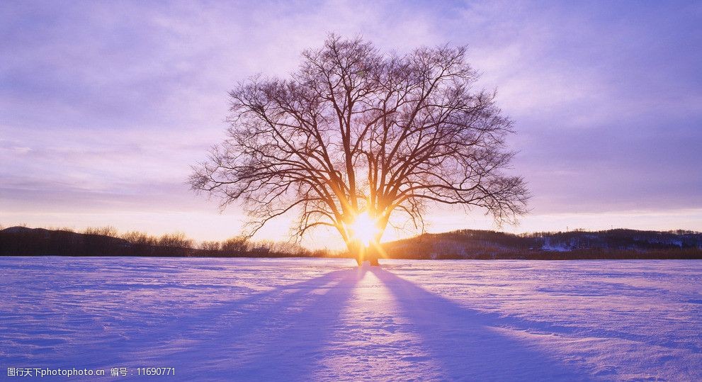 关键词:冬日阳光 冬季 阳光 雪景 雪 树 枯树 树枝 唯美 壁纸 高清