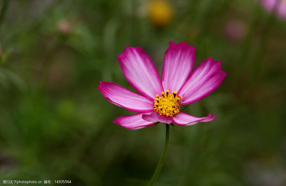 关键词:小菊花 野菊 浪漫花海 婚纱背景 花语 爱情花语 浪漫婚纱 摄影