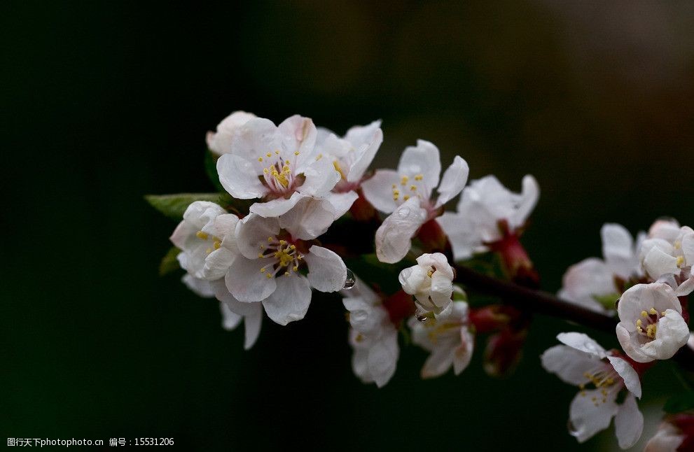关键词:雨中山杏 北京 四月 雨天 山杏 粉花 绿叶 花瓣 北京四月的花