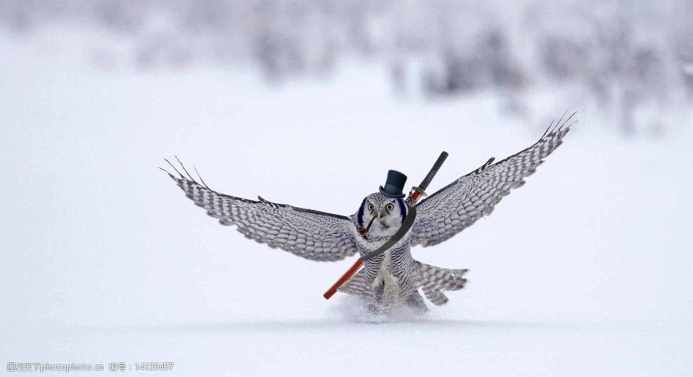 关键词:猫头鹰 动物 雪地 拟人 烟斗 剑 小礼帽 鸟类 生物世界 摄影