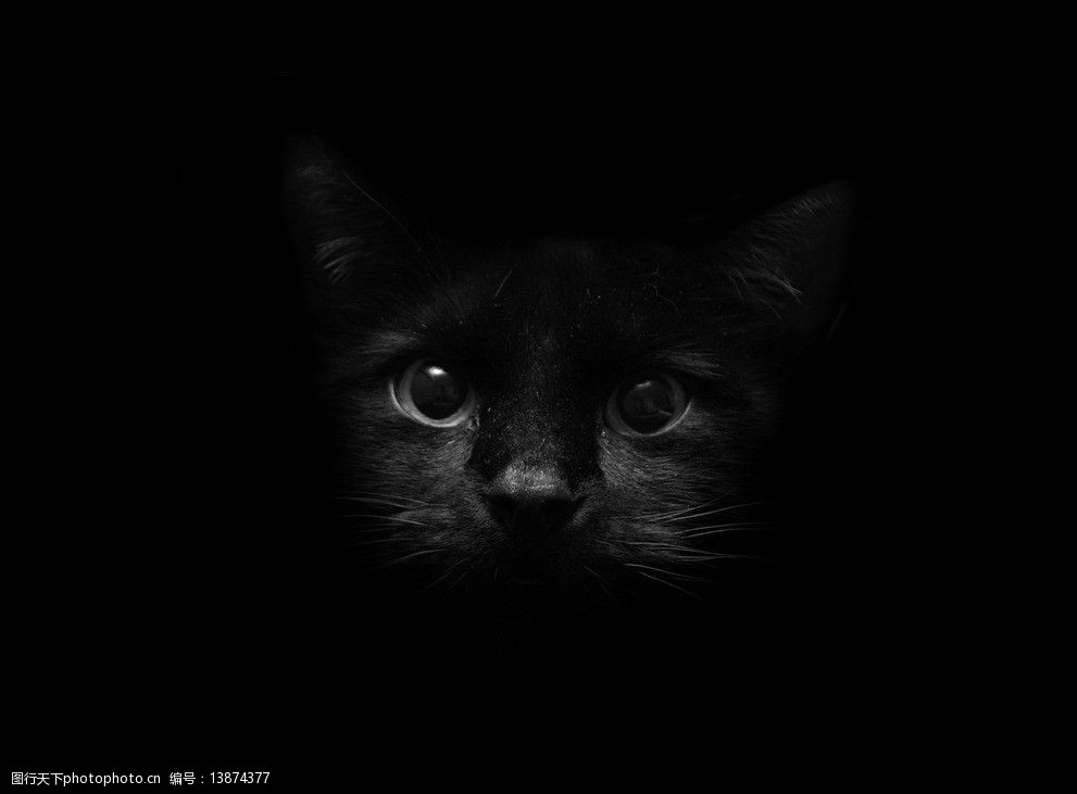 关键词:黑色猫咪 黑色 猫咪 可爱 背景 桌面 野生动物 生物世界 摄影