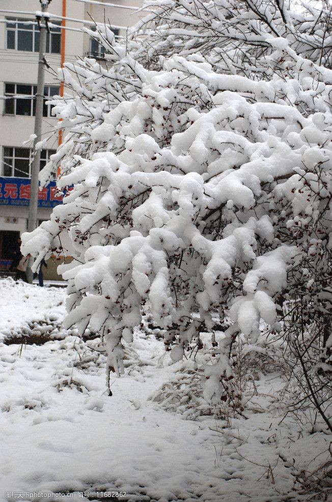 冬天树上雪挂图片