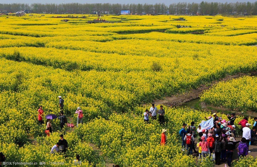 千岛菜花风景区图片