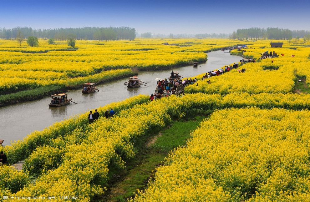 千岛菜花风景区图片