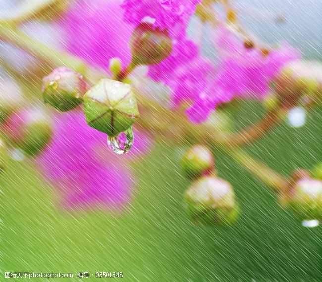 雨中花绿色花朵免费下载 紫色花朵 ps简单操作 雨中花朵 毛毛细雨 psd