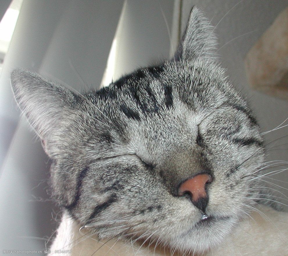 闭着眼的花猫图片