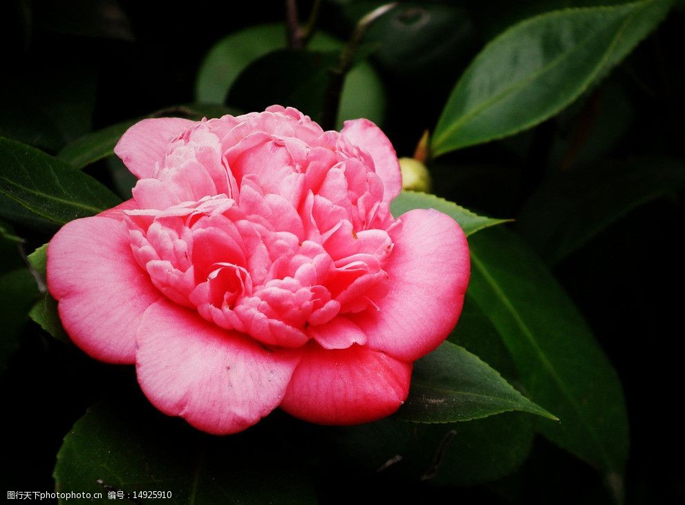 山茶花图片