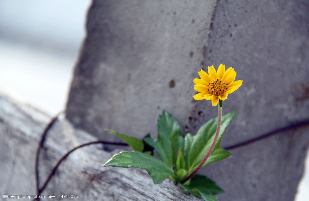 野菊花 花 花拍摄 摄影 铁丝 木板 水泥柱 意境 坚强 向阳 花草 生物