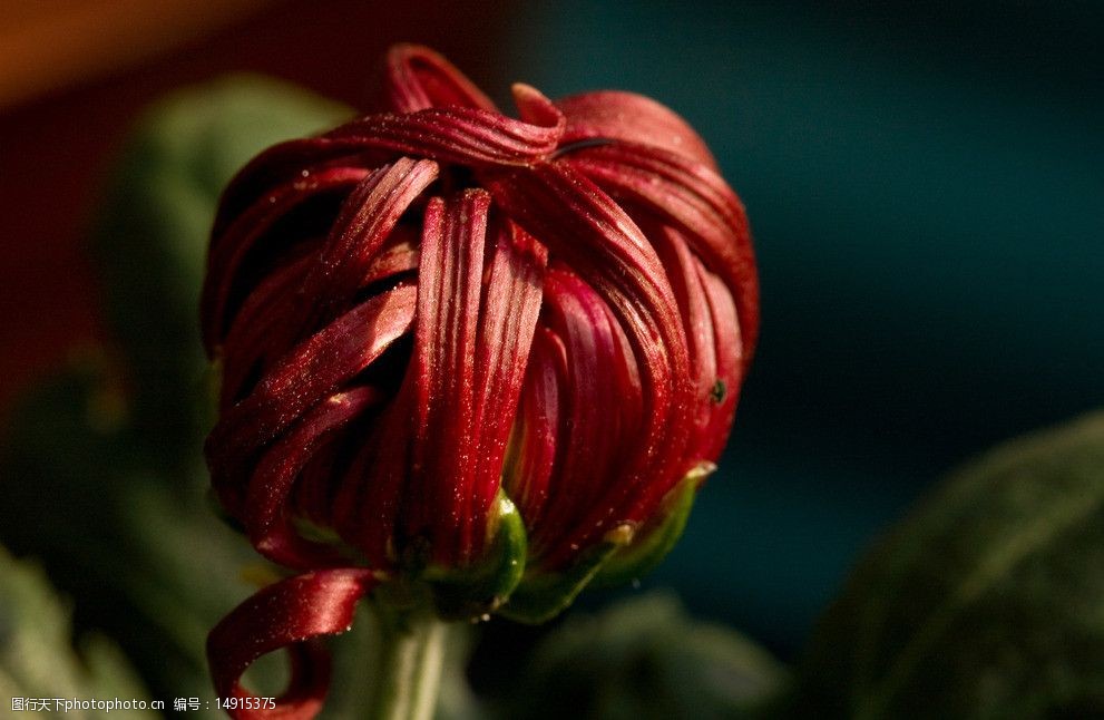 关键词:菊花花苞 菊花 秋菊 陶菊 艺菊 暗红色 花苞 花瓣 绿叶 花草