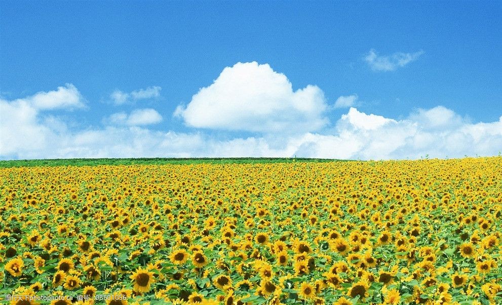 向日葵花海图片