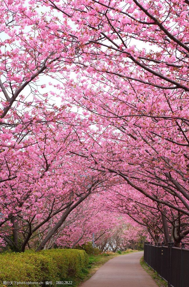 樱花风景 樱花 樱树 马路 小路 山樱 粉色 盛开 绽放 高清 背景 园林
