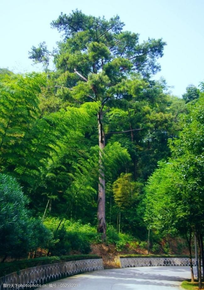 青松挺立竹柳常青图片