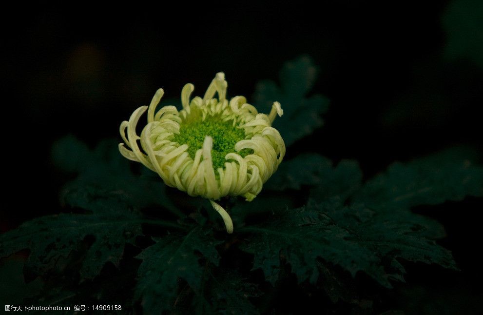 关键词:含苞待放的秋菊 北京 植物园 菊花 秋菊 金黄色 黄花 绿色花蕊