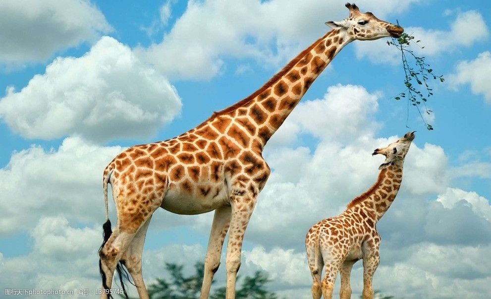 关键词:长颈鹿 食草动物 非人工驯养 动物世界 野生动物 生物世界