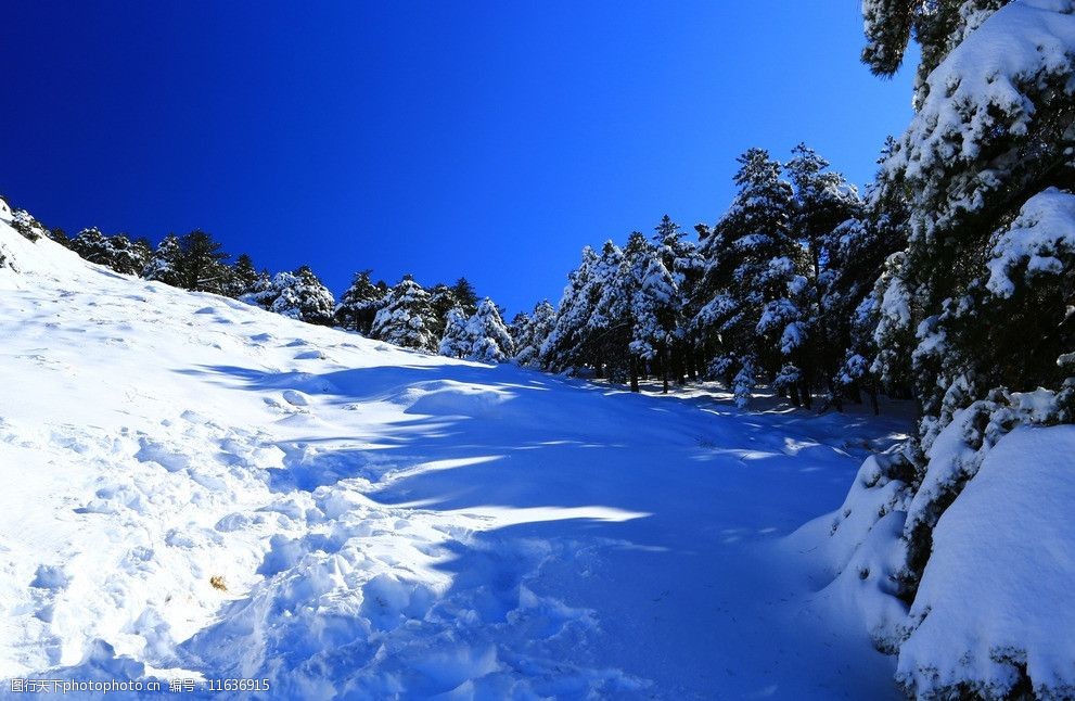 关键词:黄山雪景 黄山 冬季 雪峰 白雪 树木 松树 积雪 蓝天 自然风景