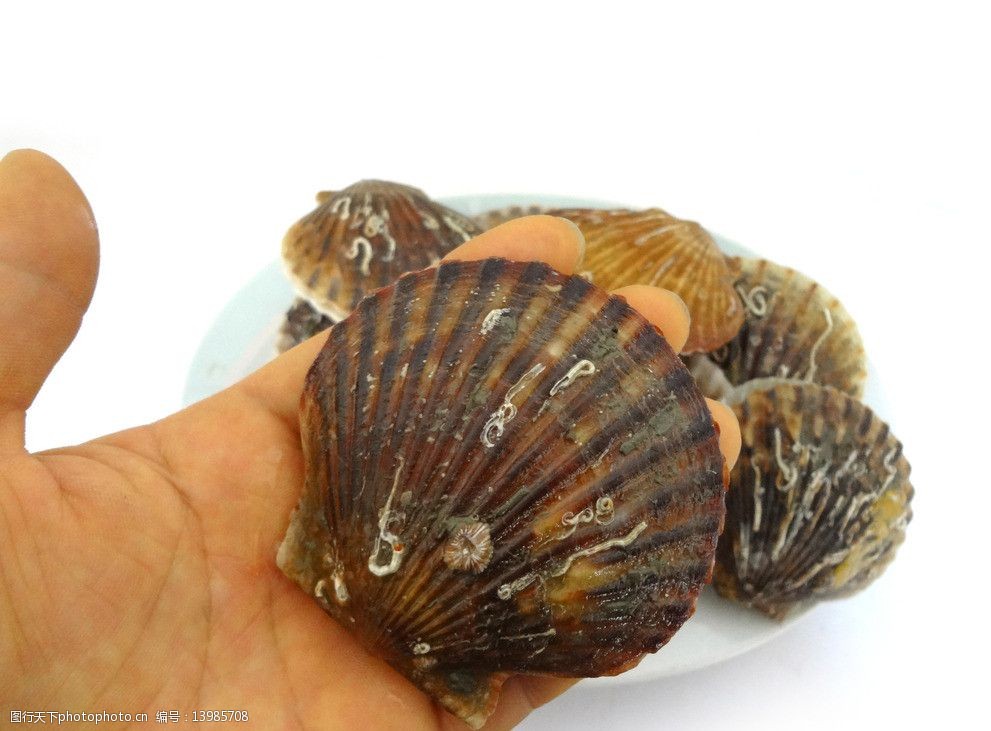 关键词:海扇 扇贝 水产品 海鲜 海味 海产品 摄影图 jpeg 海洋生物