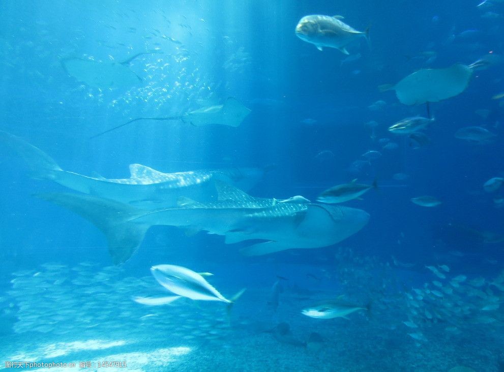 关键词:冲绳美之海水族馆 冲绳 美之海 水族馆 大海 日本 鱼 国外旅游