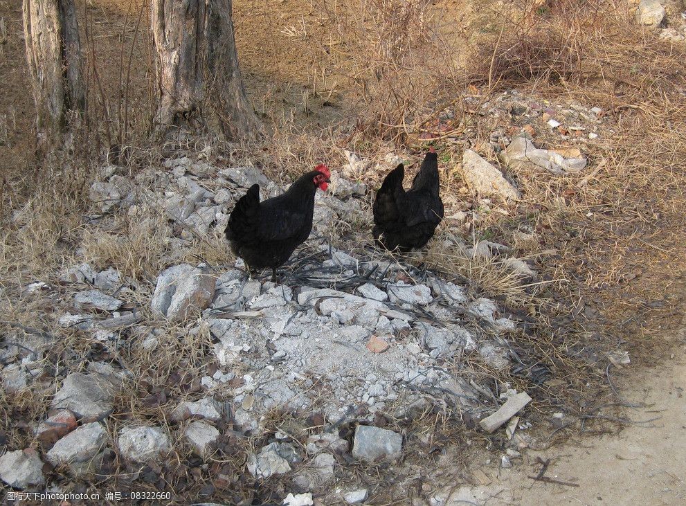 一线传真丨鸡圈来了“不速之客”警方联动多部分温情护卫它回家！