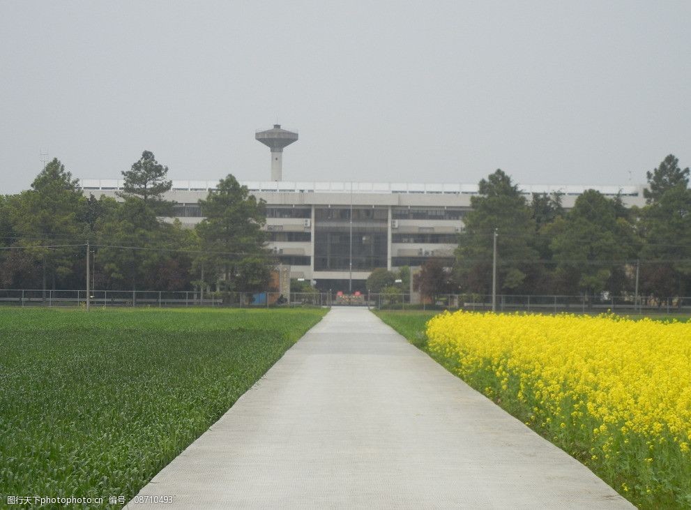 中国水稻研究所1图片