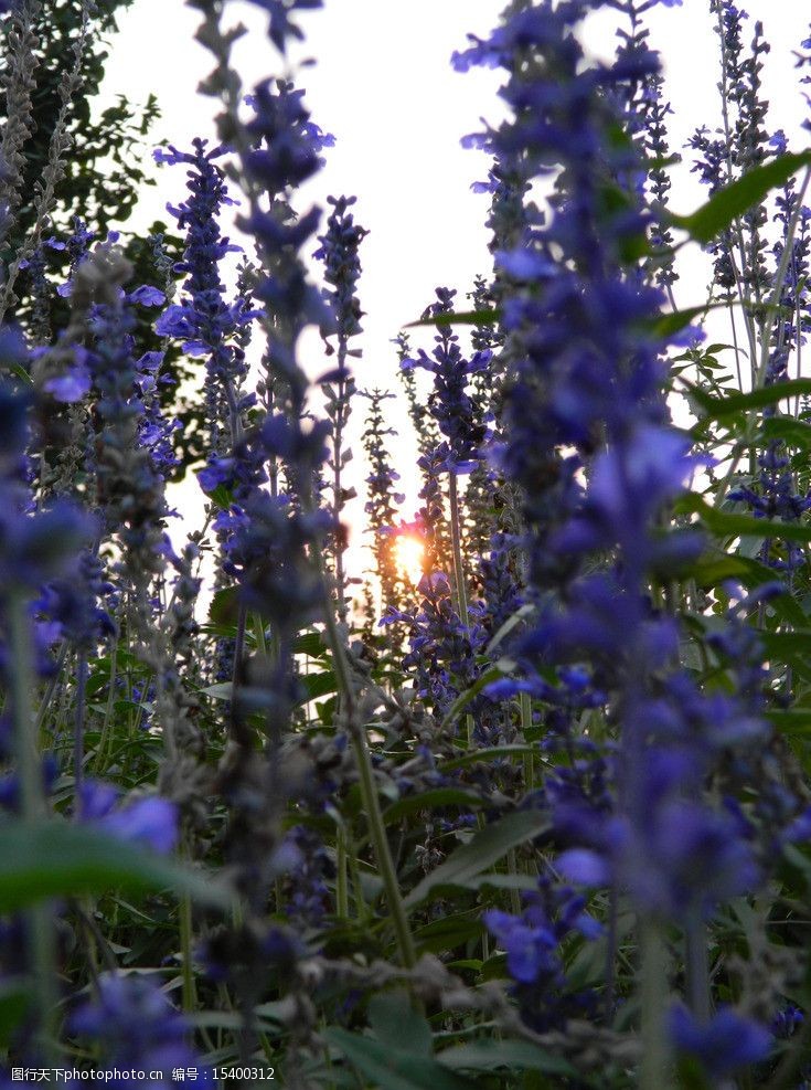 关键词:薰衣草 紫色 花 紫色薰衣草 紫色花 薰衣草近景 花草 生物世界
