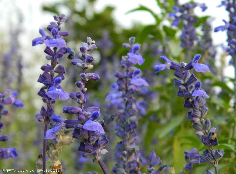关键词:薰衣草 紫色 花 紫色薰衣草 紫色花 薰衣草近景 花草 生物世界