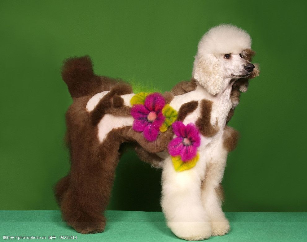 关键词:贵宾犬的艺术美容 狗 宠物 美容 贵宾犬 艺术 家禽家畜 生物
