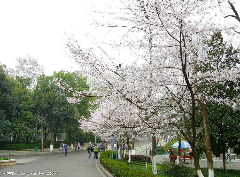 樱花武大樱花图片