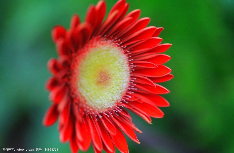 关键词:非洲菊 非洲菊图片 菊花 太阳花 猩猩菊 日头花 花草 生物世界