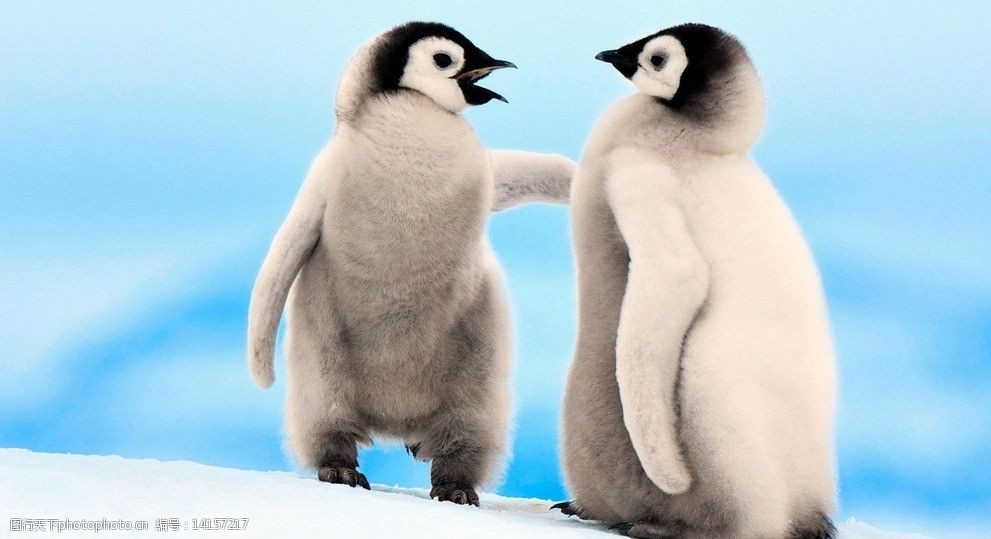 两只企鹅图片