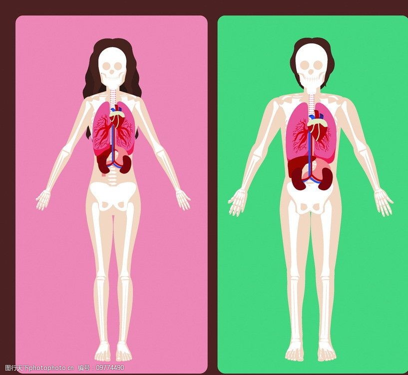 关键词:人体结构 医疗 医学 医院 保健 健康 研究 图标 人体 结构