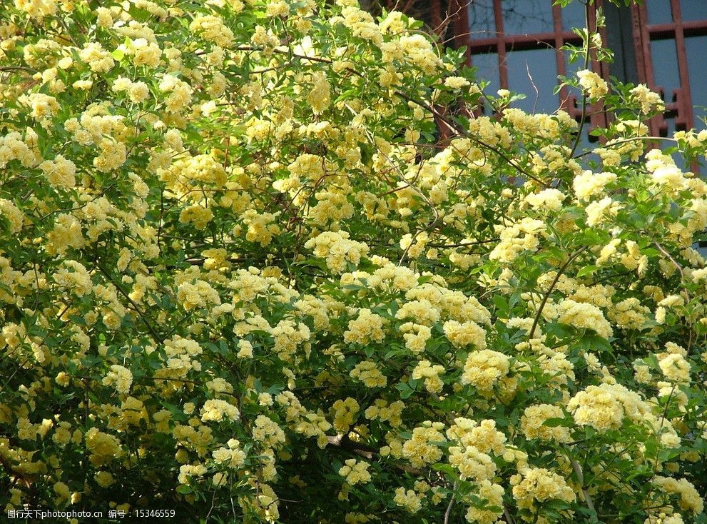 设计图库 生物世界 花草 关键词:黄色蔷薇 花丛背景图片素材下载 花丛